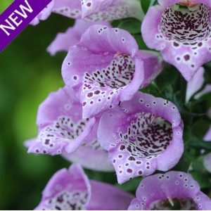 Digitalis purpurea 'Lavender Carousel'